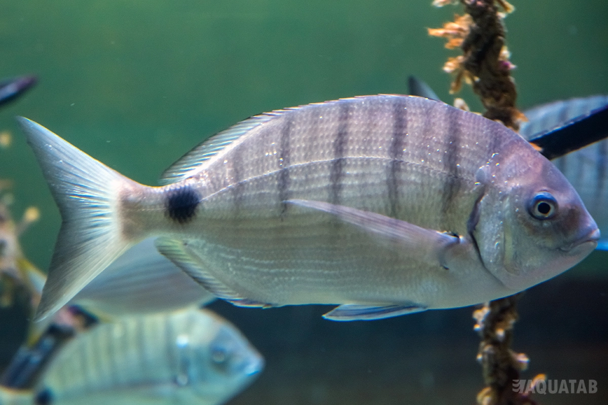 Fotografie druhu Diplodus sargus