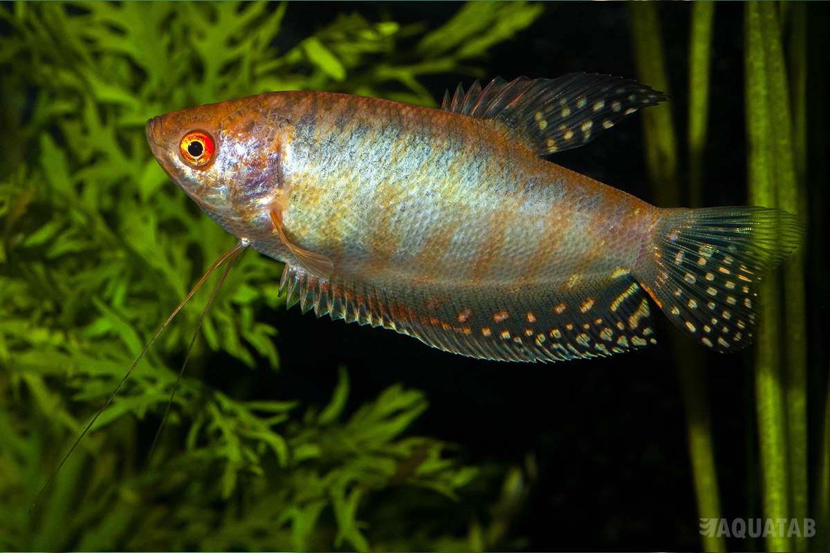 Fotografie druhu Trichopodus trichopterus