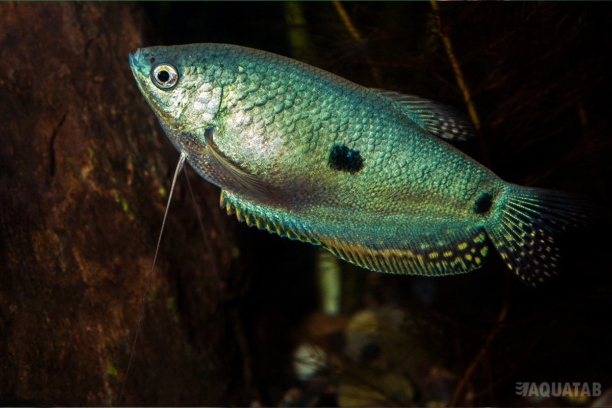 Fotografie druhu Trichopodus trichopterus