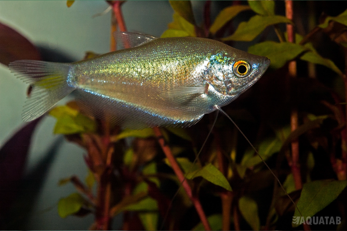 Fotografie druhu Trichopodus microlepis