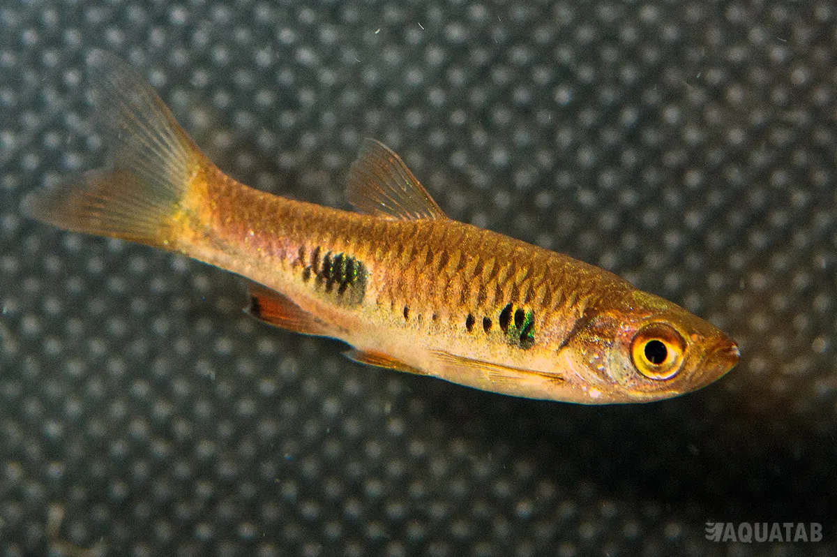 Fotografie druhu Rasbora kalochroma