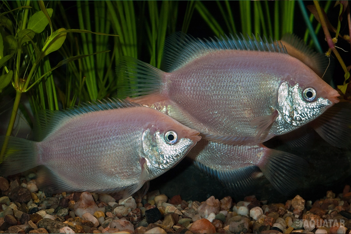 Fotografie druhu Helostoma temminckii