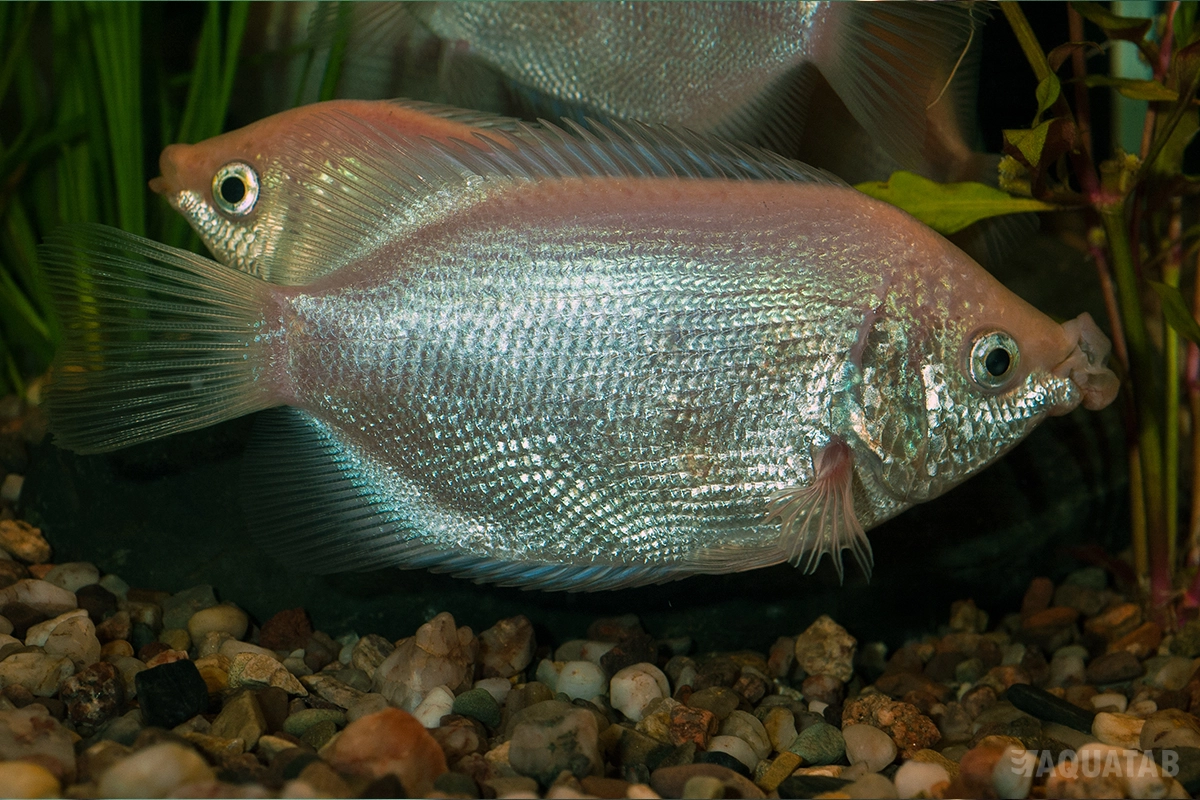 Fotografie druhu Helostoma temminckii