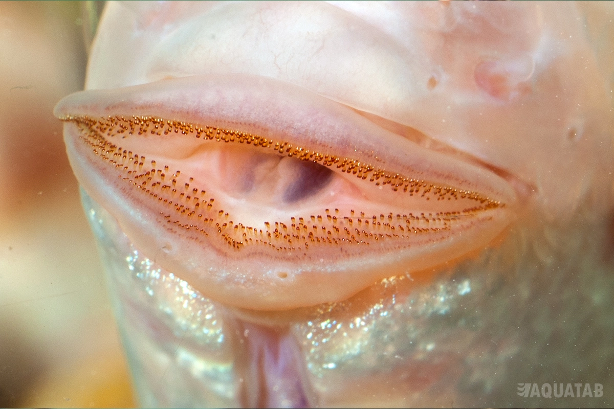 Fotografie druhu Helostoma temminckii