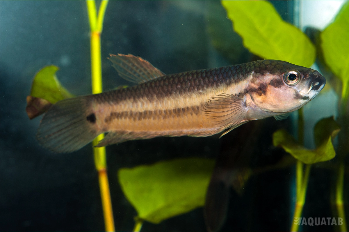 Fotografie druhu Betta unimaculata