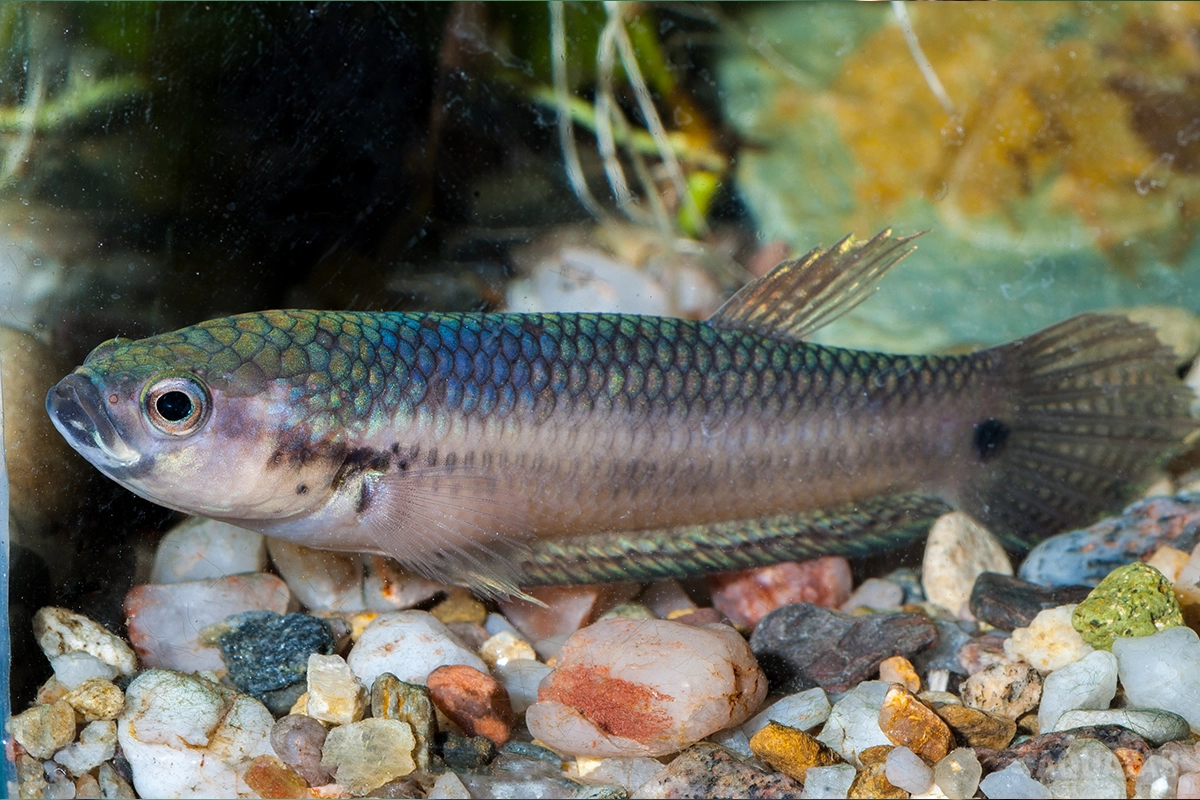 Fotografie druhu Betta unimaculata