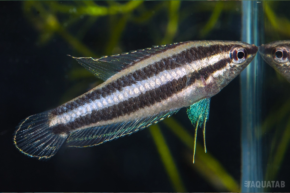 Fotografie druhu Parosphromenus deissneri