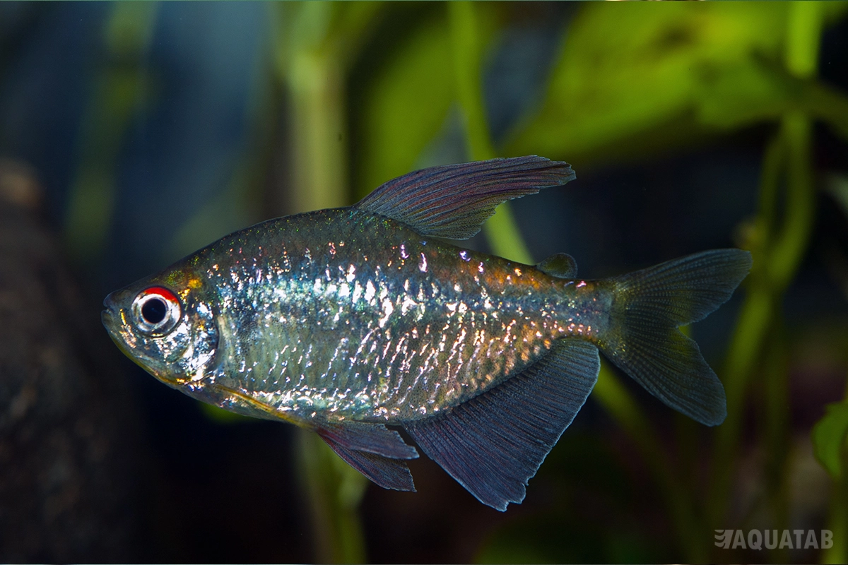 Fotografie druhu Makunaima pittieri