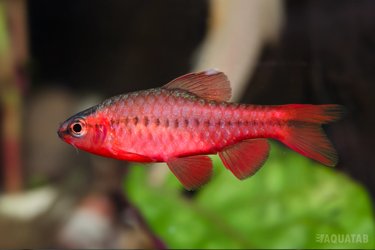 Fotografie druhu Rohanella titteya