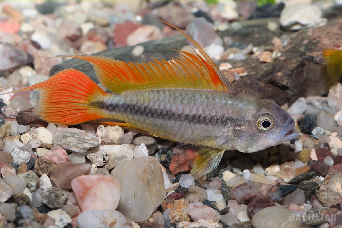 Fotografie druhu Apistogramma cacatuoides samec