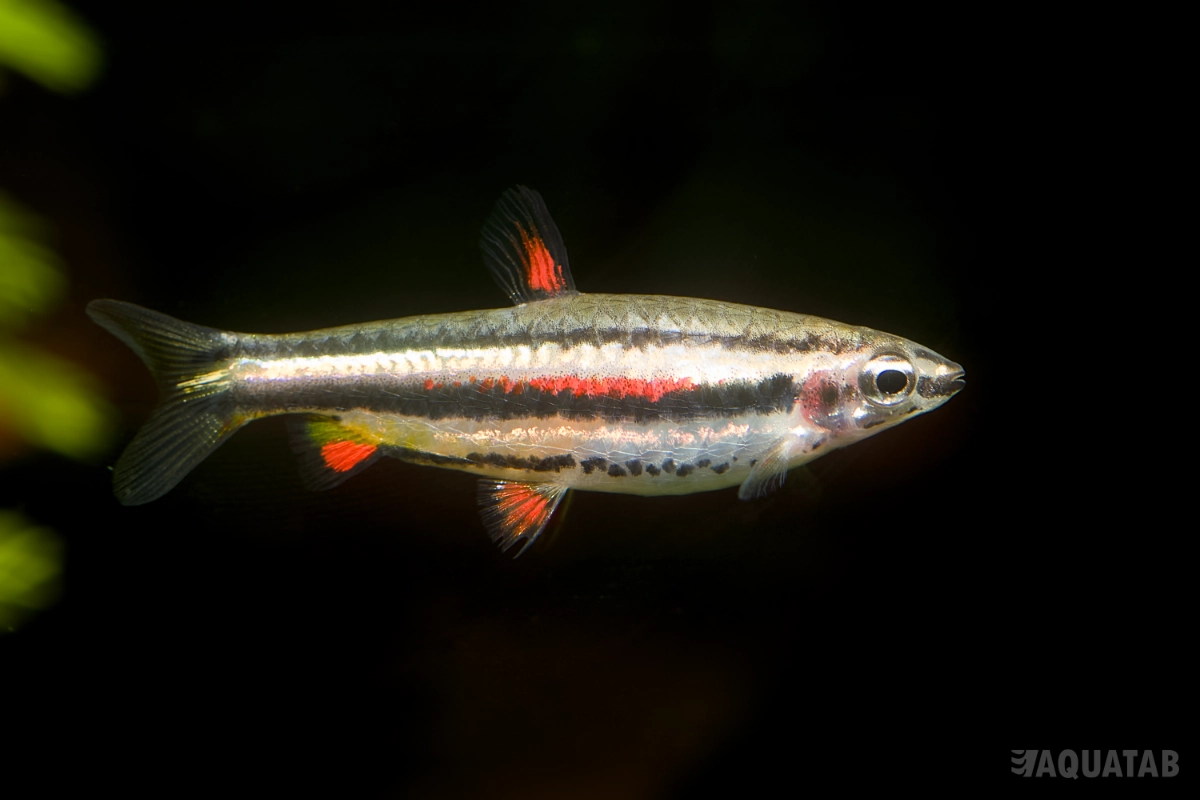 Fotografie druhu Nannostomus marginatus