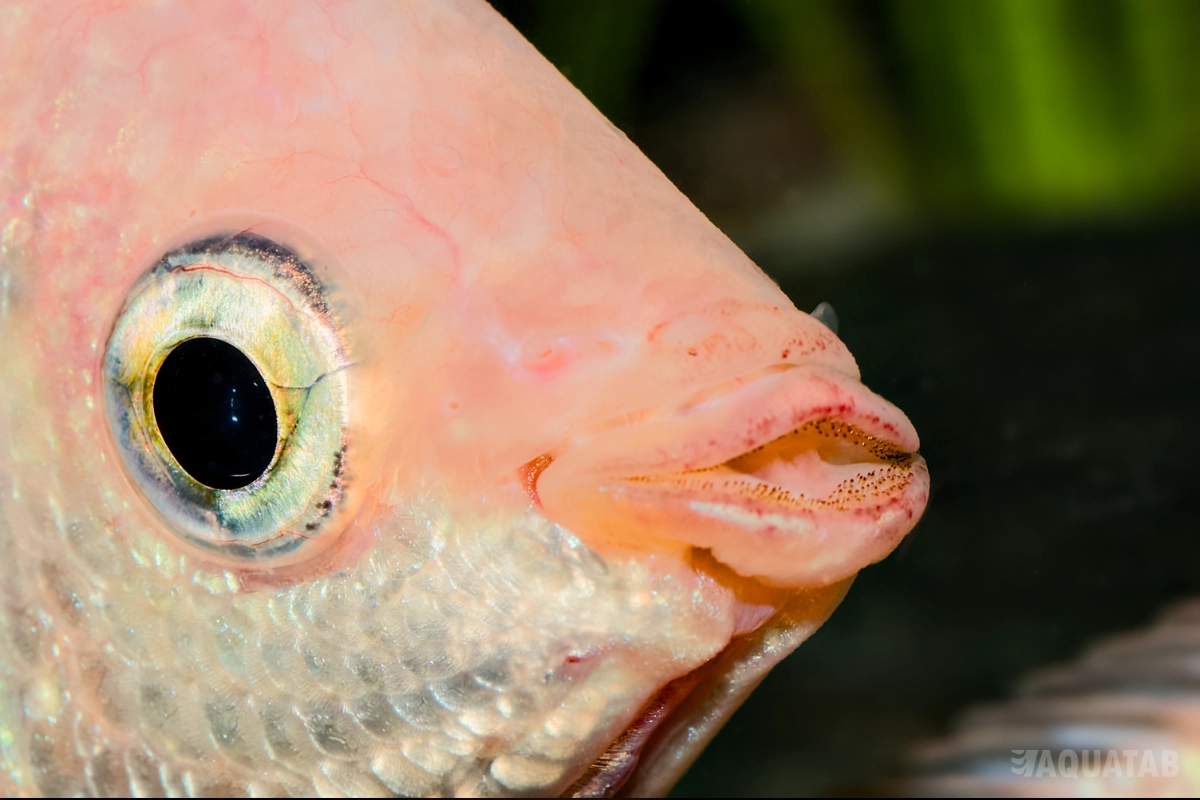 Fotografie druhu Helostoma temminckii