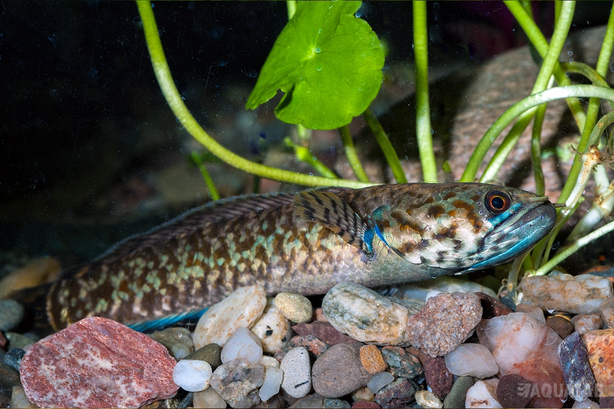 Fotografie druhu Channa bleheri