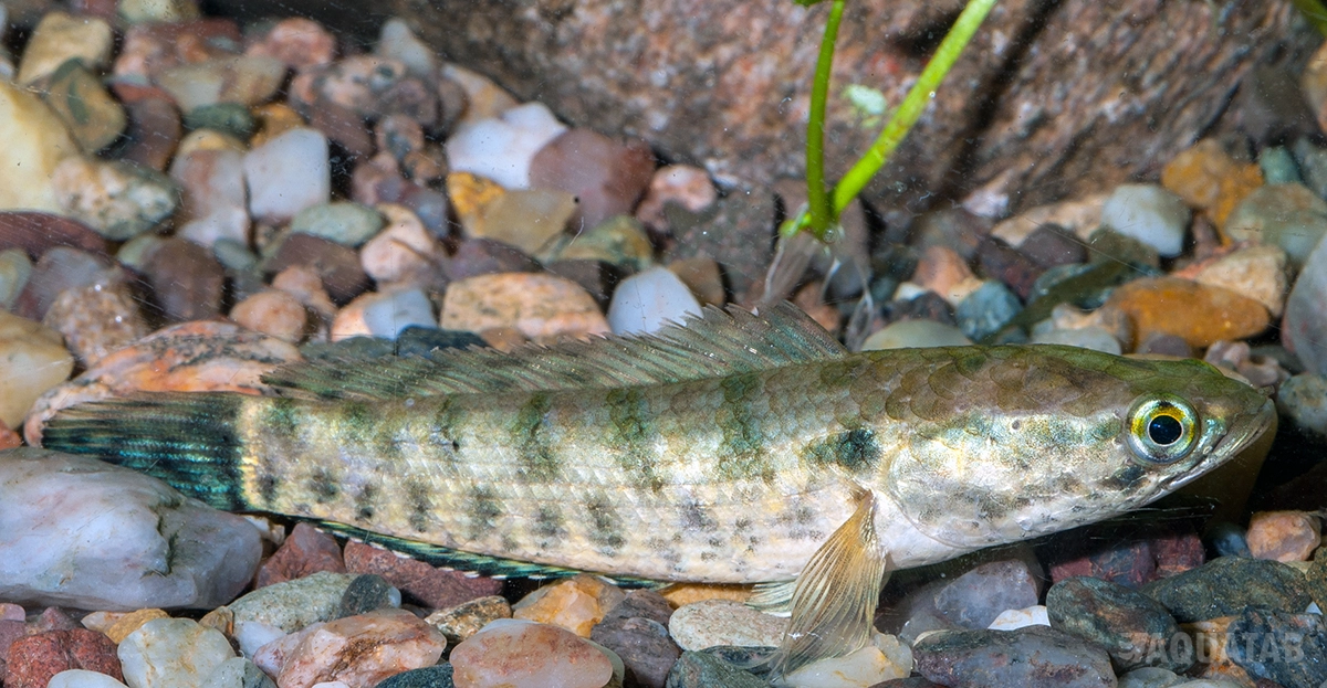 Fotografie druhu Channa lucius