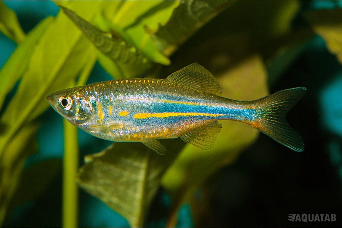 Fotografie druhu Devario aequipinnatus