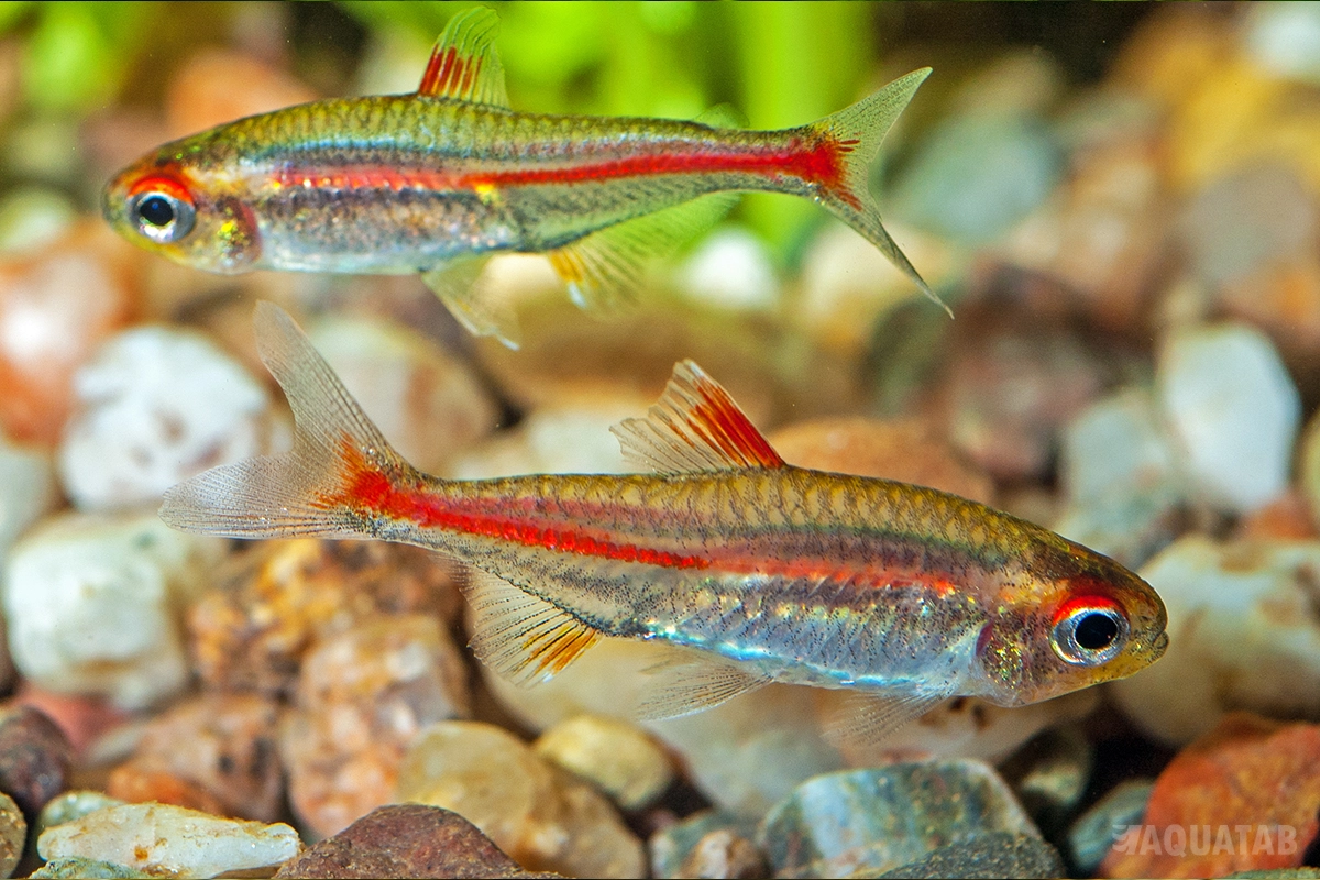 Fotografie druhu Hemigrammus erythrozonus