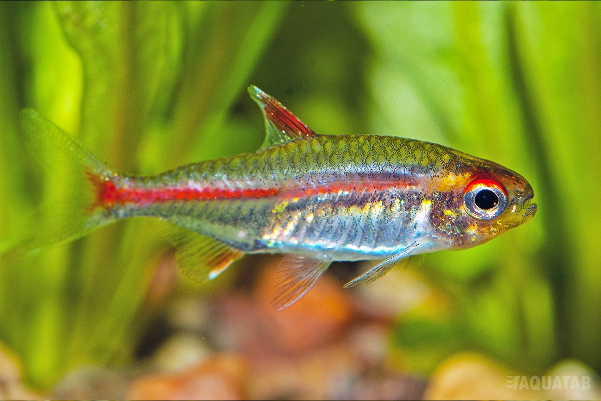 Fotografie druhu Hemigrammus erythrozonus