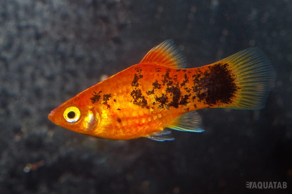 Fotografie druhu Xiphophorus maculatus Red Calico
