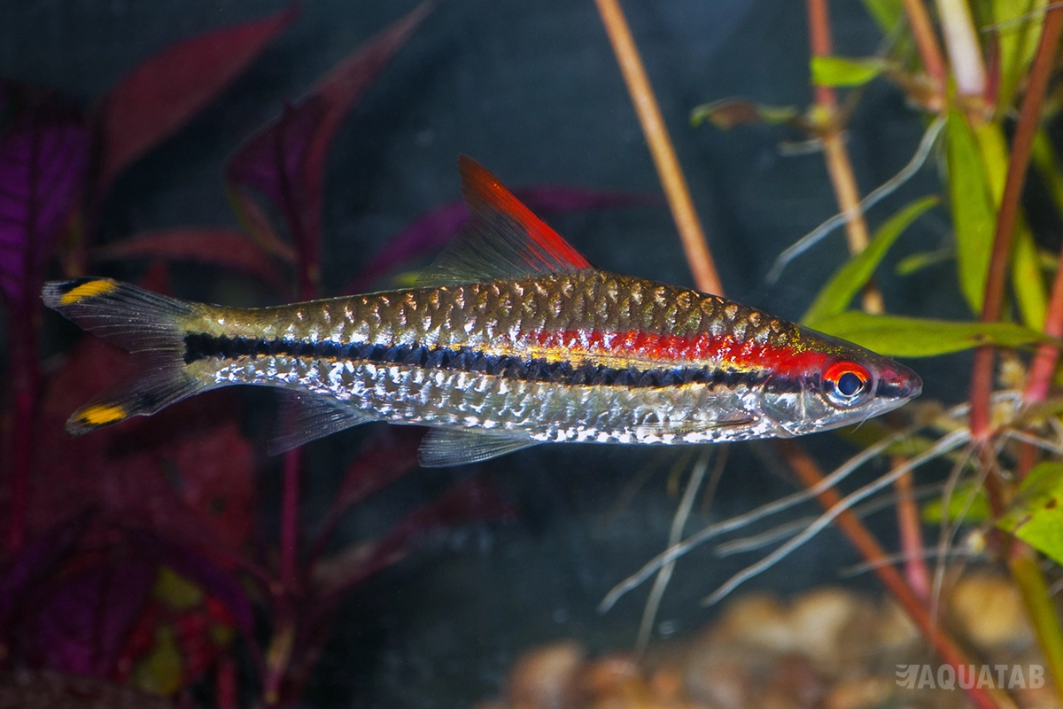 Fotografie druhu Dawkinsia denisonii