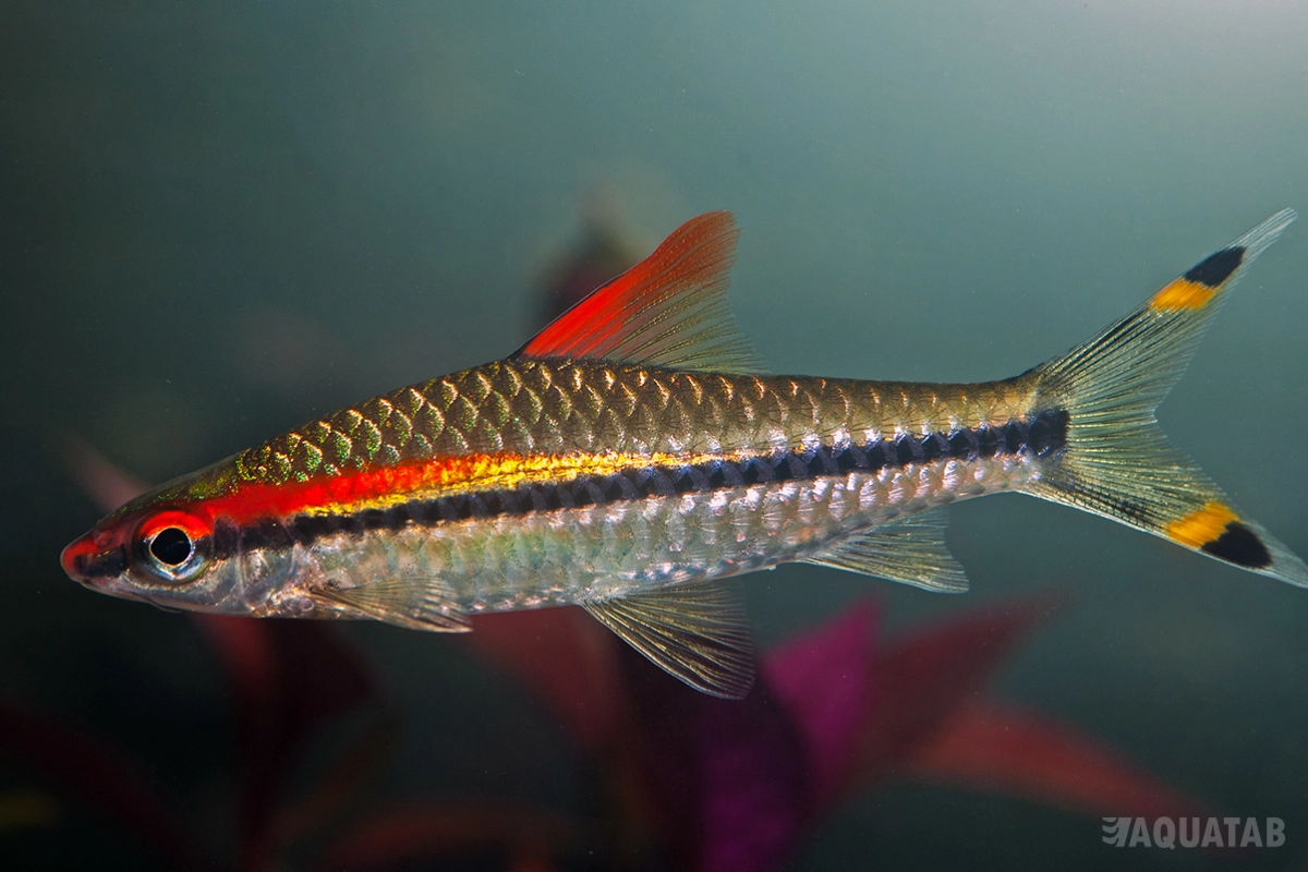 Fotografie druhu Dawkinsia denisonii