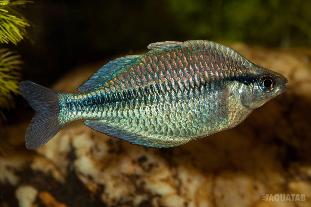 Fotografie druhu Melanotaenia kamaka