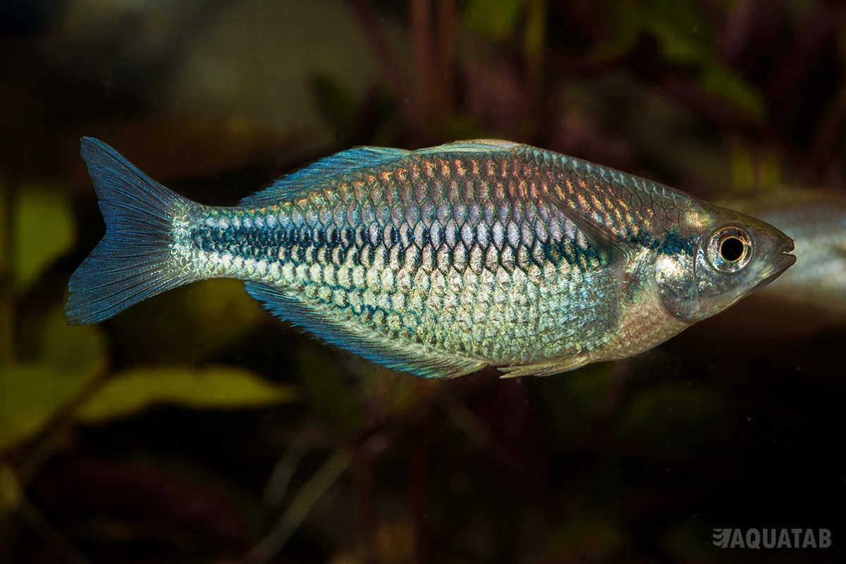 Fotografie druhu Melanotaenia kamaka