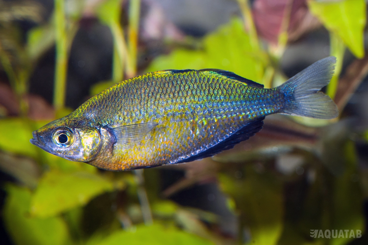 Fotografie druhu Glossolepis wanamensis