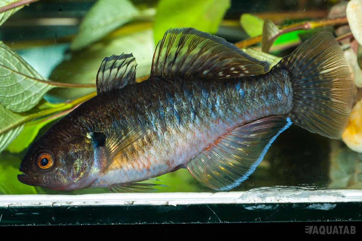 Fotografie druhu Hypseleotris compressa