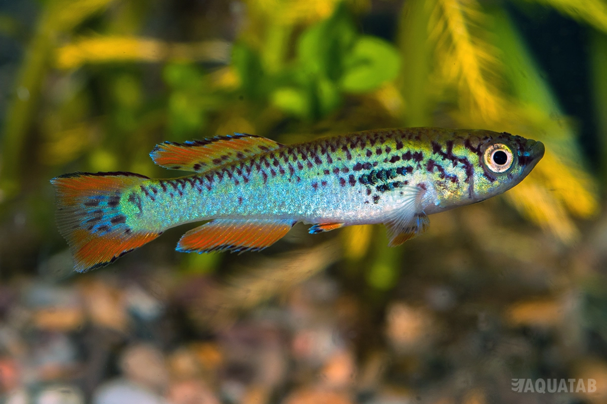 Fotografie druhu Fundulopanchax walkeri