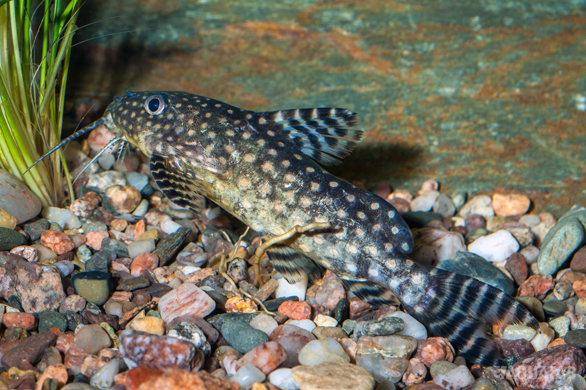 Fotografie druhu Synodontis angelicus