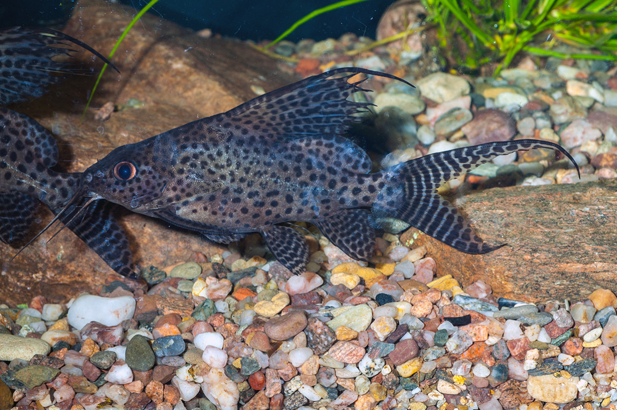 Fotografie druhu Synodontis cf. eupterus