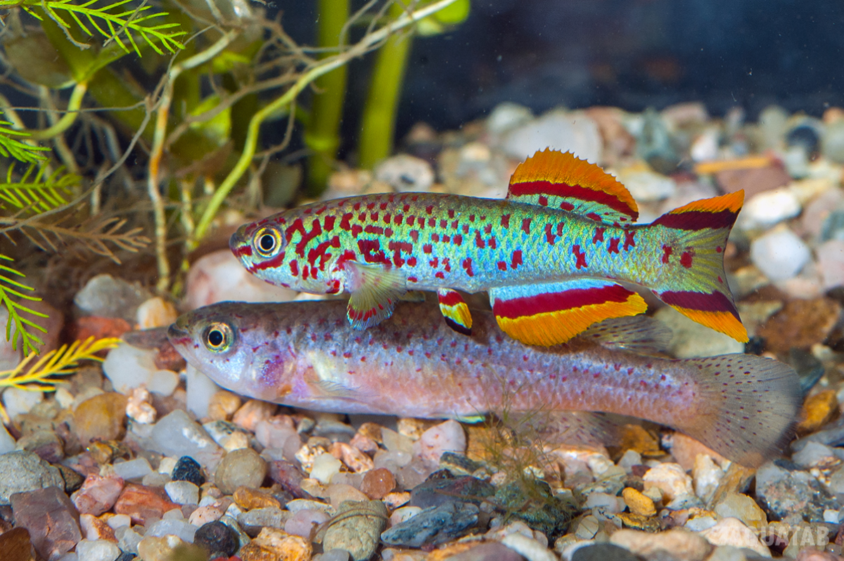 Fotografie druhu Fundulopanchax gardneri Akure