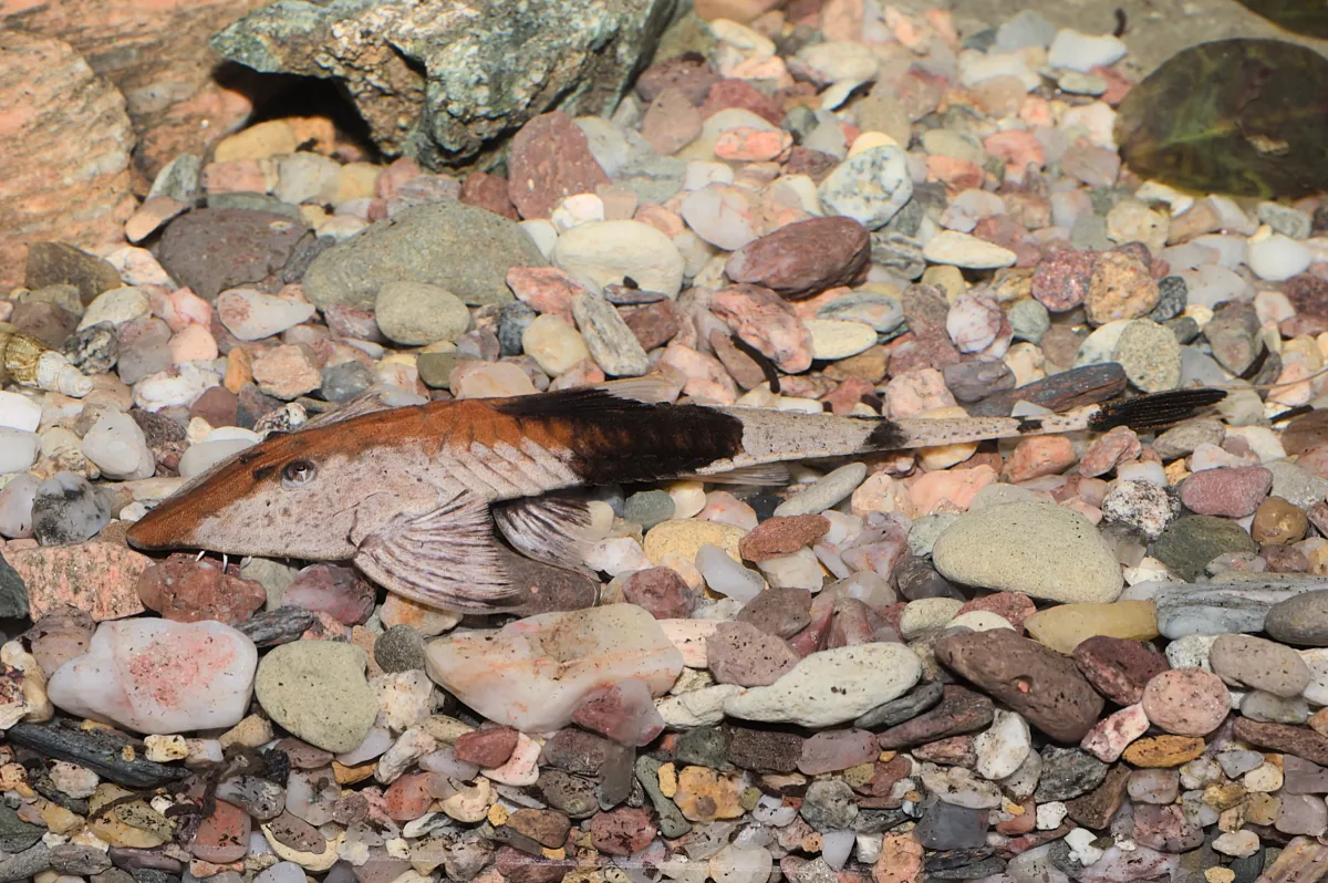 Fotografie druhu Pseudohemiodon apithanos