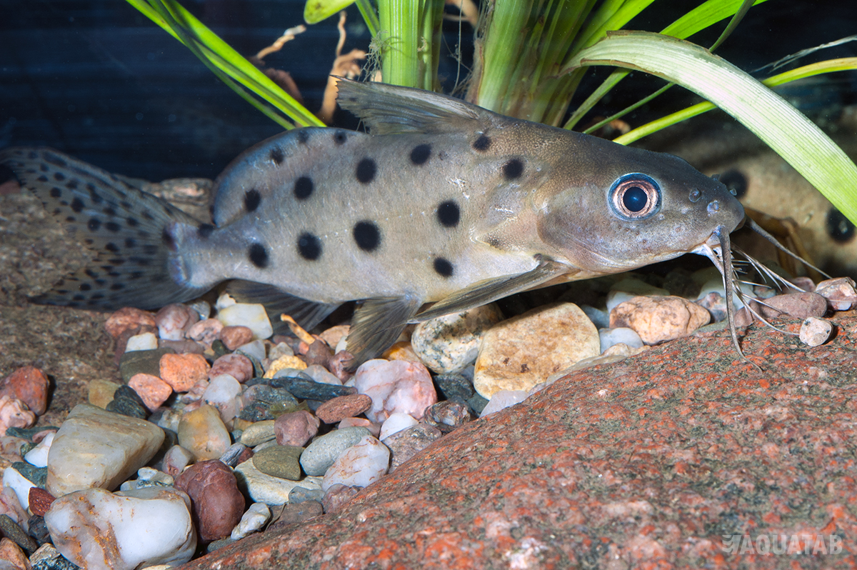 Fotografie druhu Synodontis ocellifer