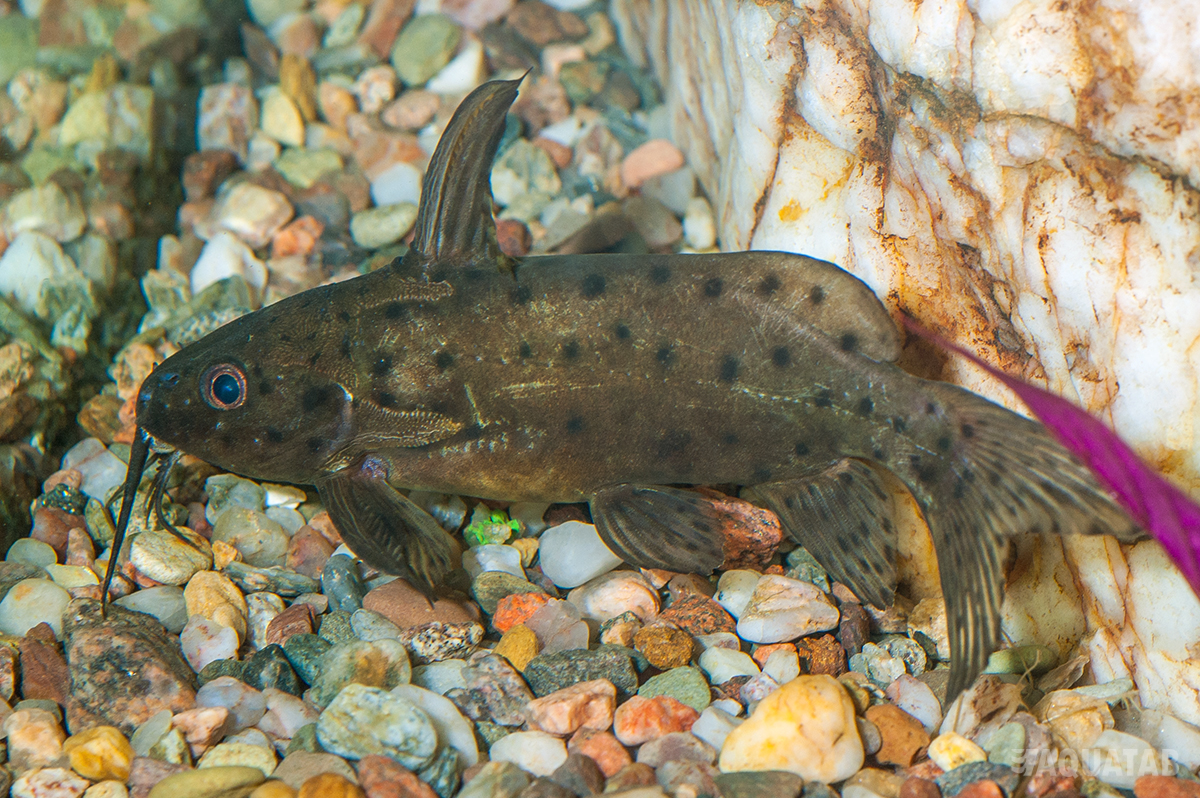 Fotografie druhu Synodontis robbianus