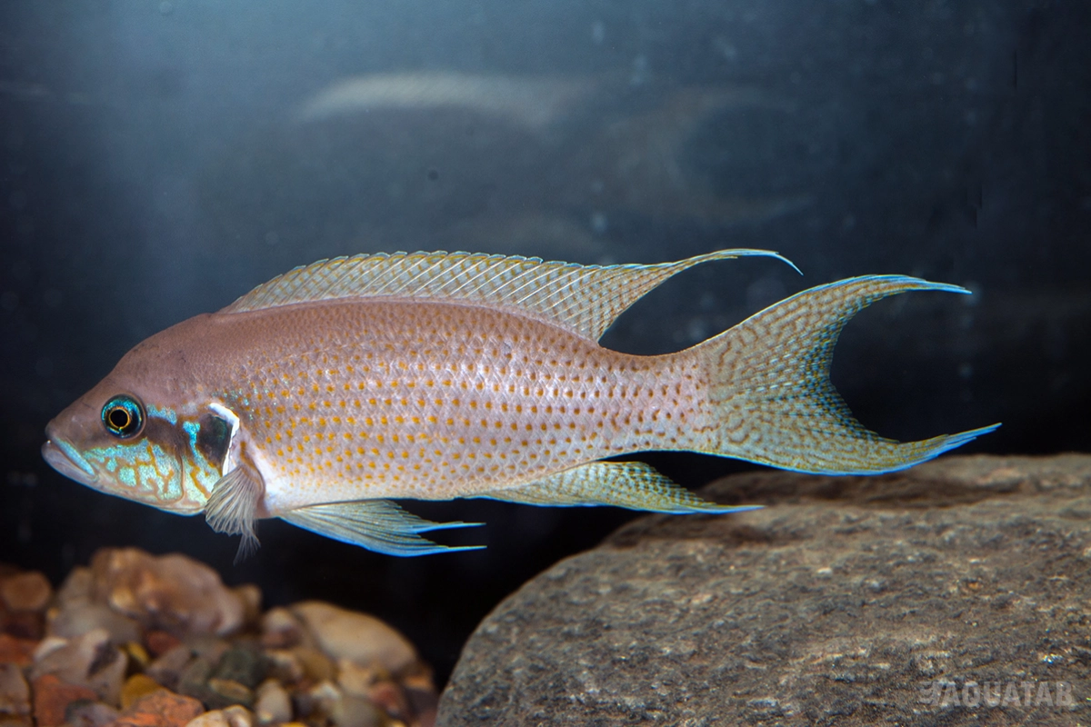 Fotografie druhu Neolamprologus brichardi