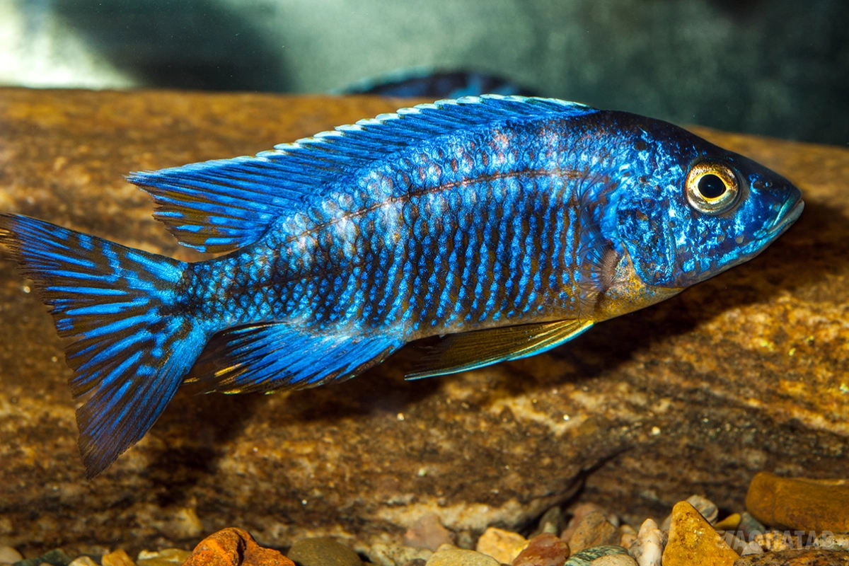 Fotografie druhu Aulonocara stuartgranti