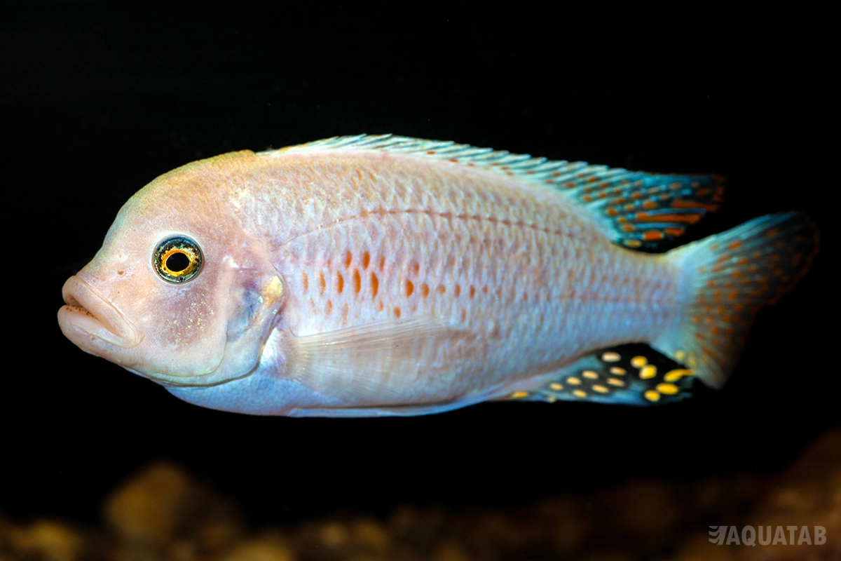 Fotografie druhu Maylandia estherae