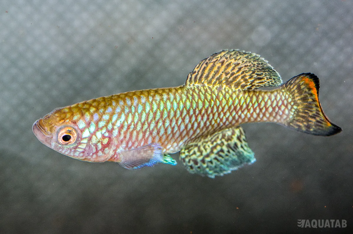 Fotografie druhu Nothobranchius pienaari Lower Limpopo MZCS 209-201