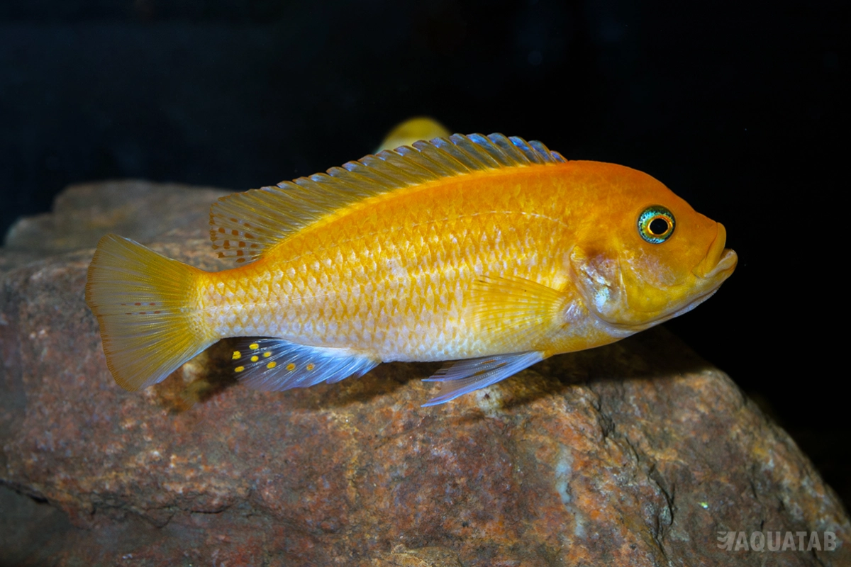 Fotografie druhu Maylandia estherae