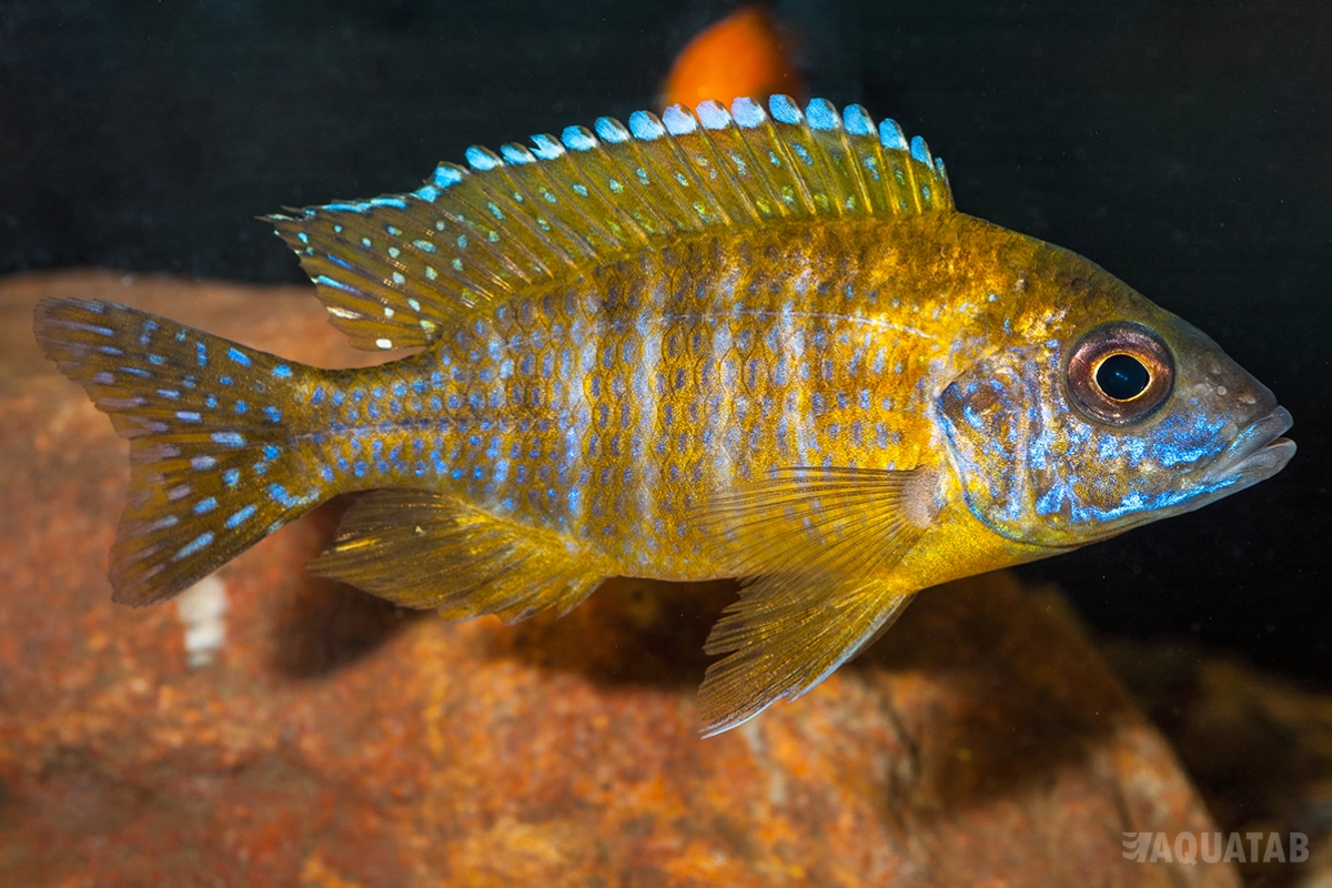 Fotografie druhu Aulonocara sp. stuartgranti maleri