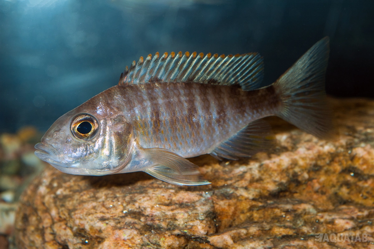 Fotografie druhu Aulonocara sp. Red Rubin