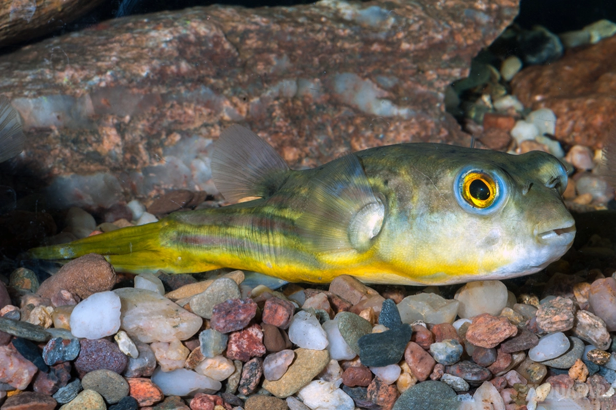 Fotografie druhu Tetraodon lineatus