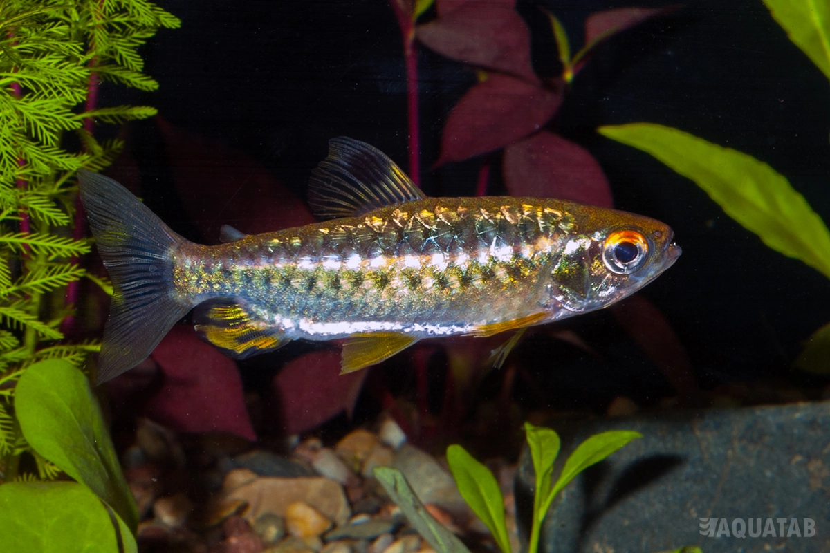 Fotografie druhu Arnoldichthys spilopterus