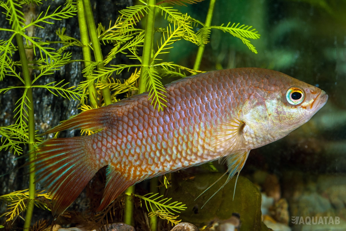 Fotografie druhu Belontia signata