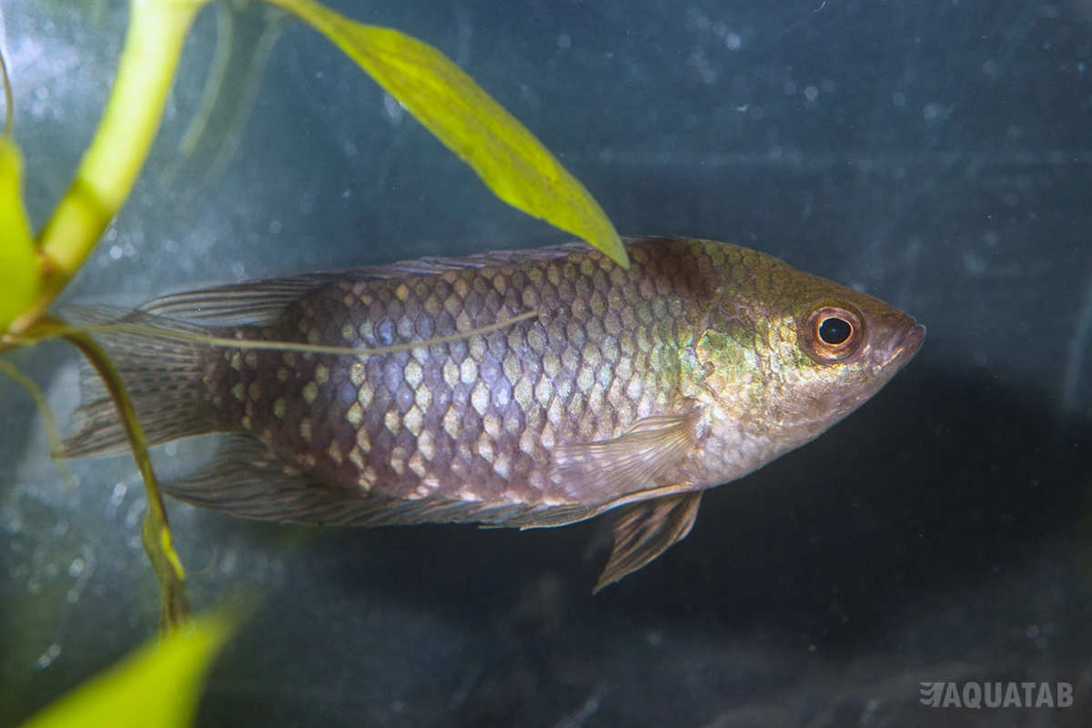 Fotografie druhu Microctenopoma fasciolatum