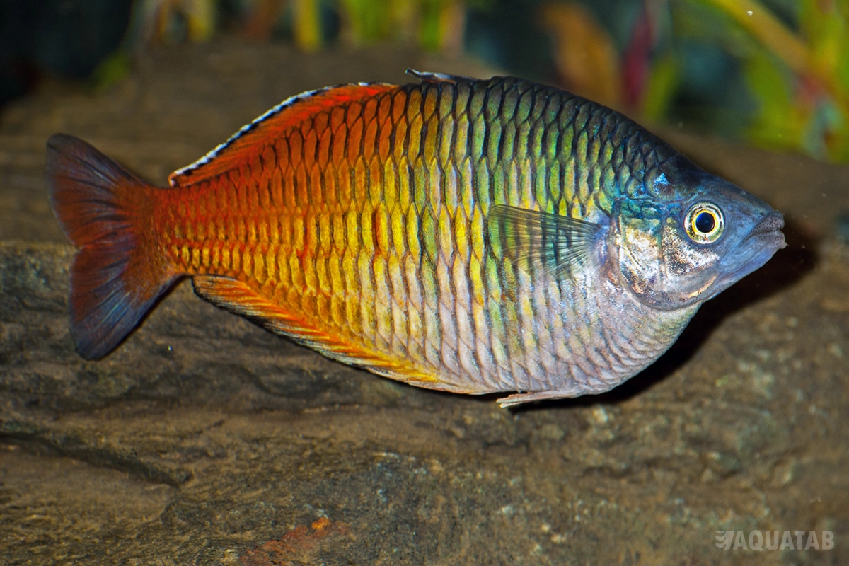 Fotografie druhu Melanotaenia boesemani