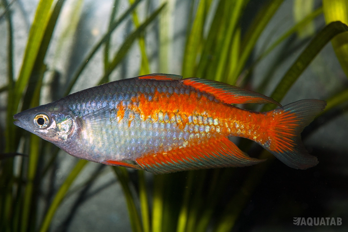 Fotografie druhu Melanotaenia parkinsoni