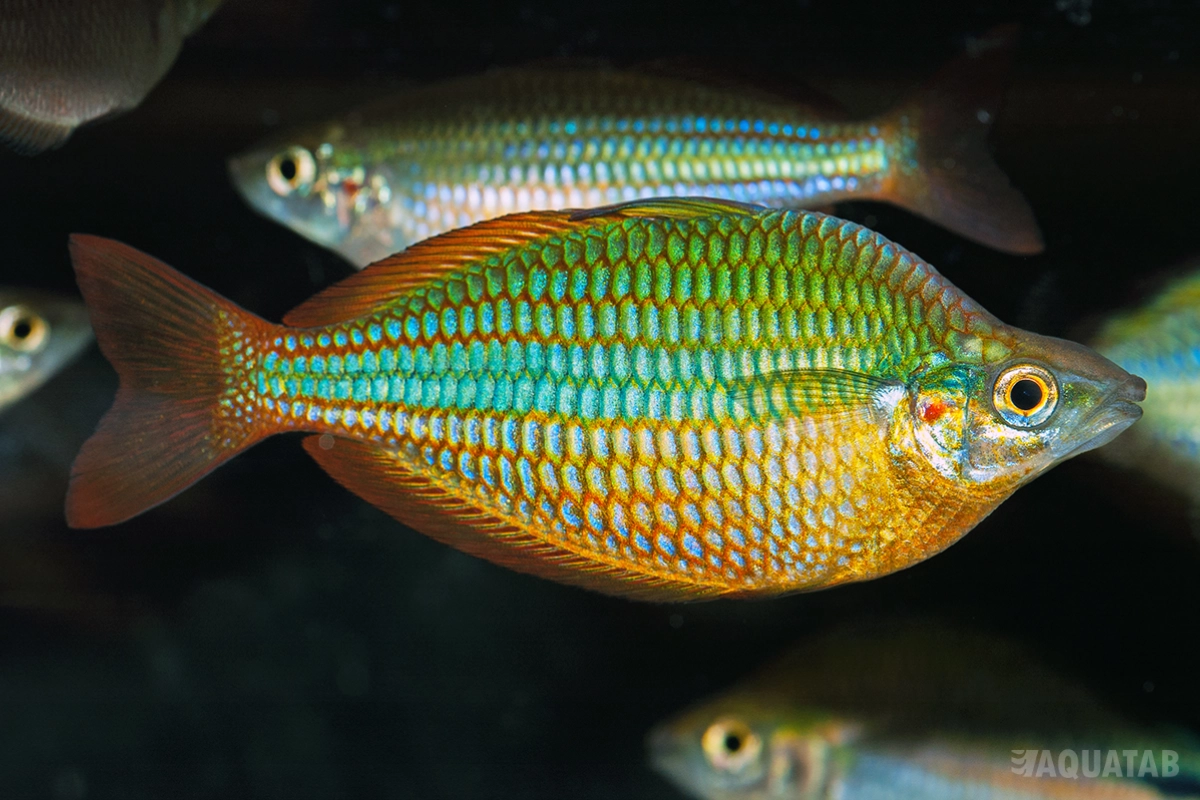 Fotografie druhu Melanotaenia trifasciata Goyder River