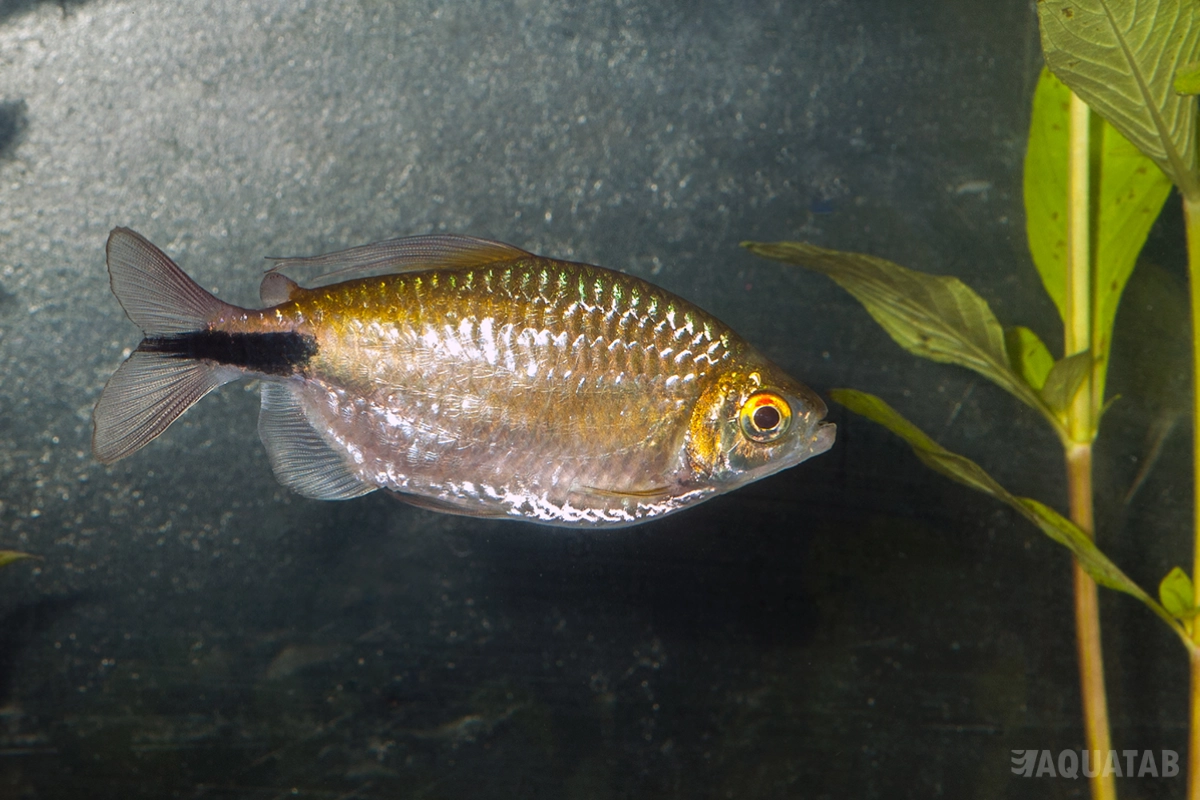 Fotografie druhu Bryconalestes longipinnis
